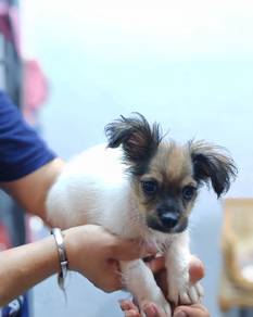 Chihuahua Mix Short Breed