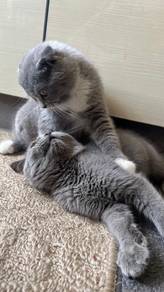 pair Bsh x Scottish & Bsh Pure
