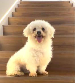 Maltese adult