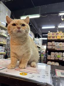 Munchkin Bsh male