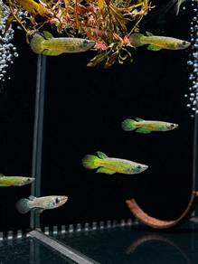 Golden Panchax