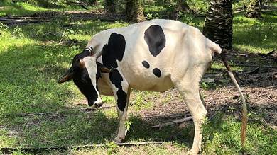 Jantan lembu susu