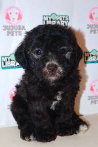 f41  Cute Poodle Puppy