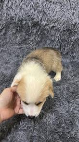 柯基男
Corgi
male
code ： XM-1
dob ： 2-7-26
🔥after of