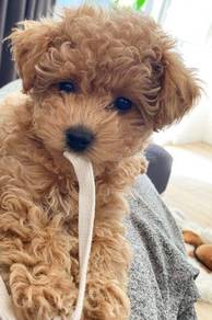 N2589 Heart-stealer Maltipoo tiny curly dog with s