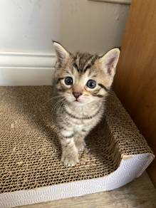 Tabby Mix Bengal Kitten