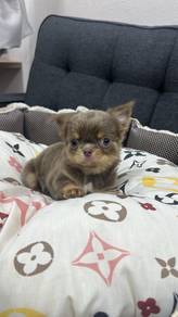 Rare ! Lilac Color Chihuahua (Female) 丁香色长毛吉娃娃