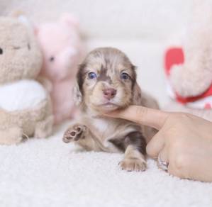 MINIATURE DACHSHUND Puppies VIP53🐻Dappled~Luxury