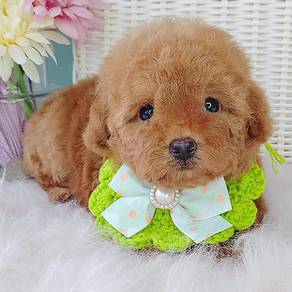 Poodle