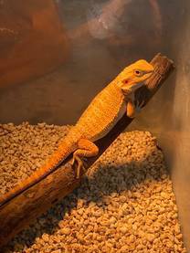 Bearded dragon