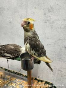 Cockatiel (anak muda)