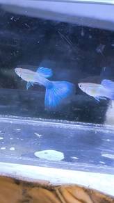 gapi pair guppy borong, untuk akuarium/aquascape. 