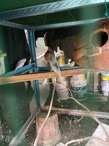 burung baji