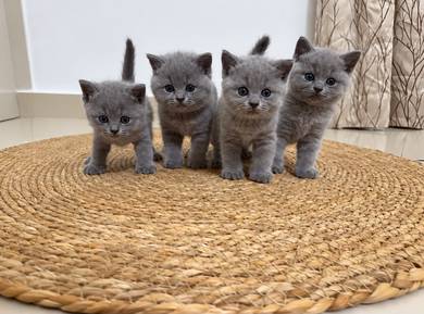British Shorthair