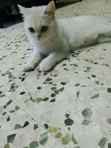 Kucing Dewasa Female