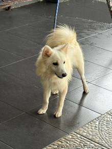 Japanese Spitz
