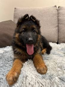 German shepherd puppy