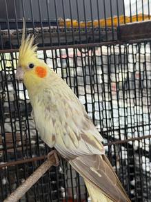 Cockatiel