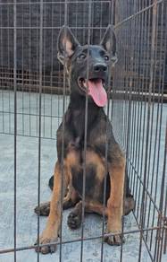 Belgium Shepherd Puppy