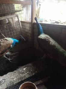 burung merak 