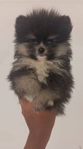 Pomeranian 