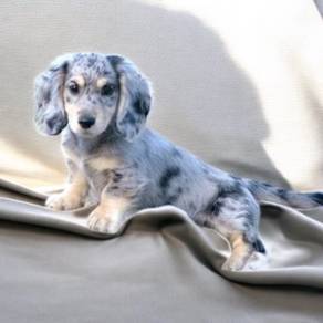 Dachshund long hair blue merle tan MKA