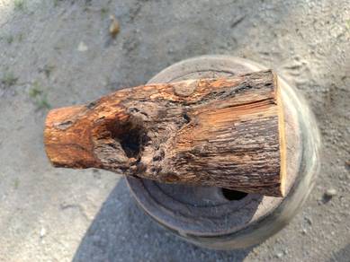 Barang Antik Akar Kayu Cengal Emas (GRED A+)