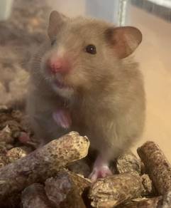 Syrian Big Bone Hamster