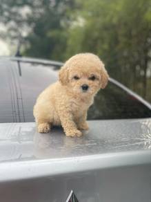 maltipoo 4