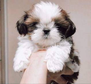 Muzzle-muffin Shihpoo Cute Teddy Face Puppy Puppy