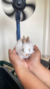 Lionhead Mix