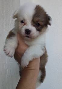 Corgi Long coat