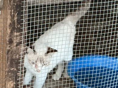 kucing baka siam