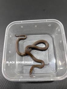 house snake