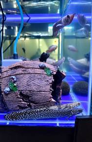 Ornate bichir.