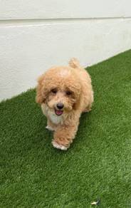 3months old ++ Maltipoo (Maltese x Poodle) puppy