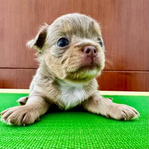 Ori Pure Breed LongHair Chihuahua Puppies for Sale