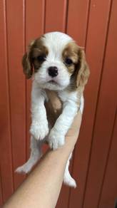查理斯王小猎犬女
cavaliers king charles
Female