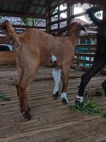 Anak kambing tino comel