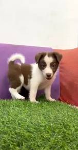 Border collie chocolate color