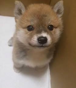N2863 Wiggly Shiba Shiba Inu Meme Doge Puppy