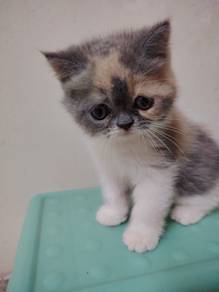 ESH Exotic Short Hair cat kitten kucing