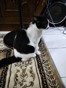 British short hair bicoulur