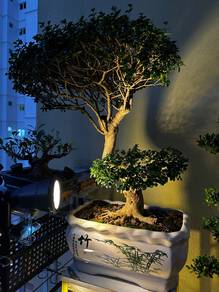 Premium Bonsai Bebuas Taiwan @ Sancang