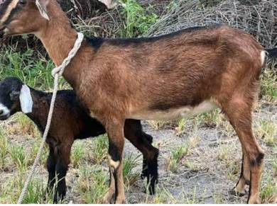 kambing 2 beranok