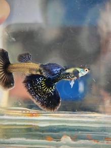 ikan guppy 