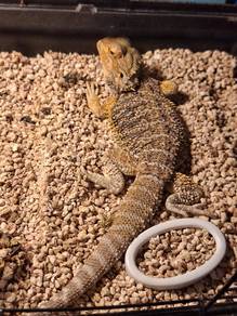 Bearded Dragon