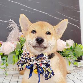 Shiba inu