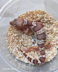 Leopard Gecko promosi