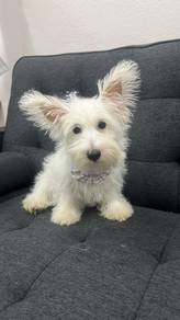Pure Breed West Highland White Terrier (Male)